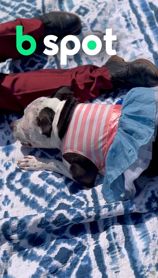 Bspot: Dog